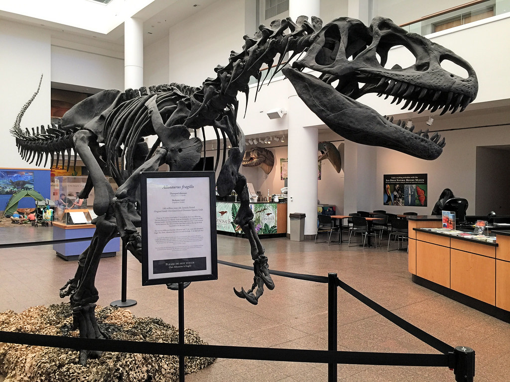 Photo of Allosaurus skeleton by Virginia Hill